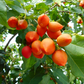 Peanut Butter Fruit (Bunchosia argentea)