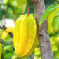 Star Fruit 'Kari' (Averrhoa carambola)