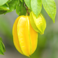 Star Fruit 'Kajang' (Averrhoa carambola)