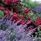 Catnip (Nepeta cataria)