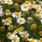 Chamomile (Matricaria chamomilla)