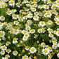 Chamomile (Matricaria chamomilla)