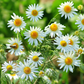 Chamomile (Matricaria chamomilla)