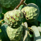 Cherimoya (Annona cherimola)