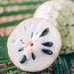 Cherimoya (Annona cherimola)