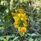 Chipilín (Crotalaria longirostrata)