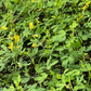 Chipilín (Crotalaria longirostrata)