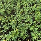 Chipilín (Crotalaria longirostrata)