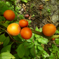 Cocona (Solanum sessiliflorum)