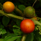 Cocona (Solanum sessiliflorum)