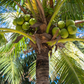 Coconut Palm Tree (Cocos nucifera)