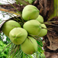 Coconut Palm Tree (Cocos nucifera)