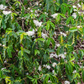 Coffee (Coffea arabica)