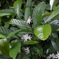 Coffee (Coffea liberica)