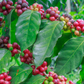 Coffee (Coffea liberica)