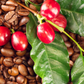 Coffee (Coffea arabica)