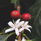 Coffee (Coffea arabica)