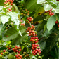 Coffee (Coffea arabica)