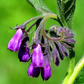 Comfrey (Symphytum uplandicum)