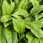 Comfrey (Symphytum uplandicum)