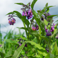 Comfrey (Symphytum uplandicum)