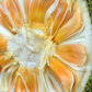 Jackfruit 'Crunchy' (Artocarpus heterophyllus)