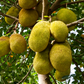 Jackfruit 'Crunchy' (Artocarpus heterophyllus)