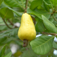 Cashew, Yellow (Anacardium occidentale)