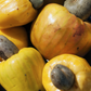Cashew, Yellow (Anacardium occidentale)
