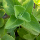 Cuban Oregano (Plectranthus amboinicus)
