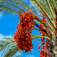 Date Palm (Phoenix dactylifera)