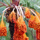 Date Palm (Phoenix dactylifera)