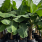 Banana 'Dwarf Cavendish' (Musa acuminata)