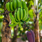 Banana 'Dwarf Orinoco' (Musa acuminata)