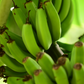 Banana 'Dwarf Orinoco' (Musa acuminata)