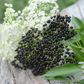 Elderberry, Florida Native (Sambucus canadensis)