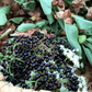 Elderberry, Florida Native (Sambucus canadensis)