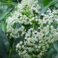 Elderberry, Florida Native (Sambucus canadensis)
