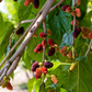 Mulberry 'Everbearing' (Morus nigra)