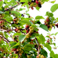 Mulberry 'Everbearing' (Morus nigra)