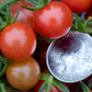 Everglades Tomato (Solanum pimpinellifolium)