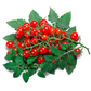 Everglades Tomato (Solanum pimpinellifolium)