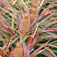 Pineapple 'Florida Special' (Ananas comosus)