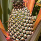 Pineapple 'Florida Special' (Ananas comosus)
