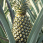 Pineapple 'Florida Special' (Ananas comosus)