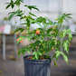 Flowering Maple (Abutilon pictum)