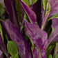 Okinawan Spinach (Gynura crepioides)