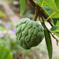 Sugar Apple 'Thai Lessard' (Annona squamosa L)