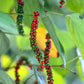 Black Pepper Vine (Piper nigrum)