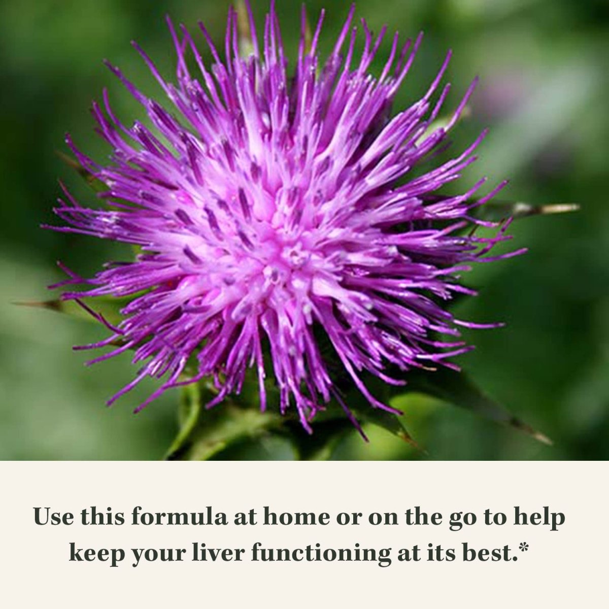 Gaia Herbs Milk Thistle - Liver Supplement & Cleanse Support for Maintaining Healthy Liver Function - 120 Vegan Capsules (20-Day Supply)